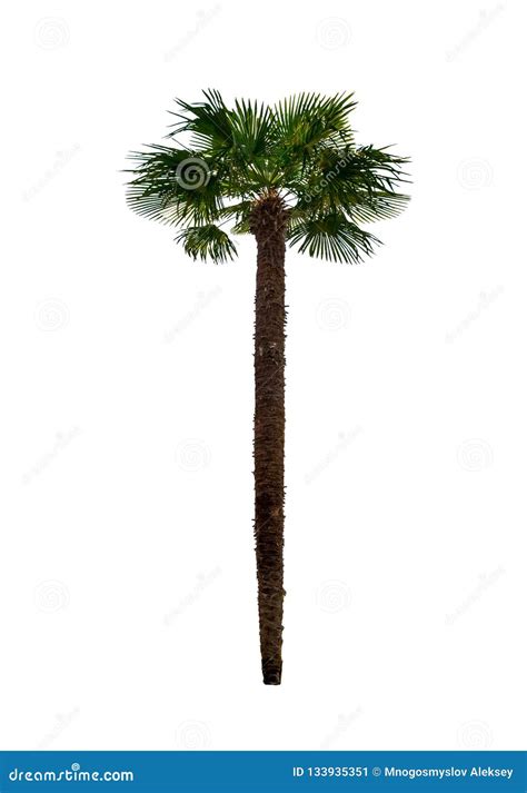 Image result for Single Palm Tree