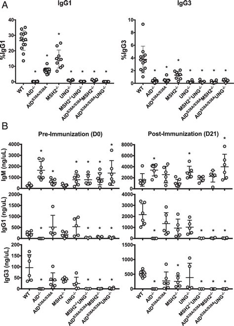 Image result for Affinity Maturation Type Switch