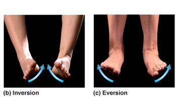 Image result for Inversion/Eversion Movement