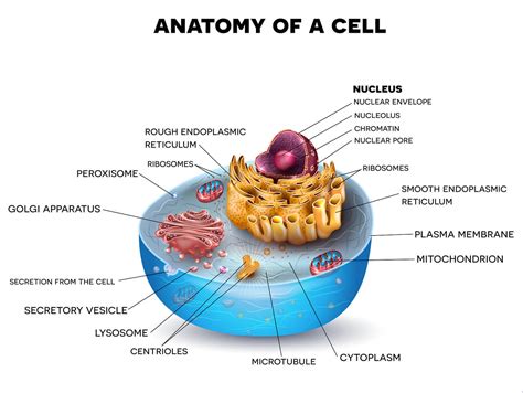 Image result for Simple Cell Structure Diagram