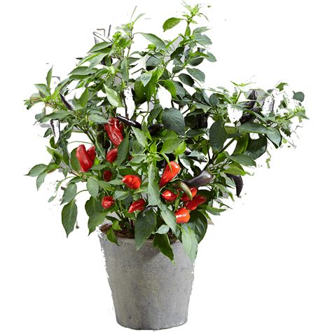 Using Rocket Seeds Instead of Pepper に対する画像結果