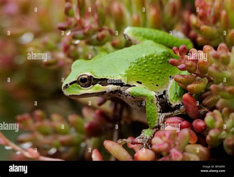 Afbeeldingsresultaten voor Pacific Tree Frog