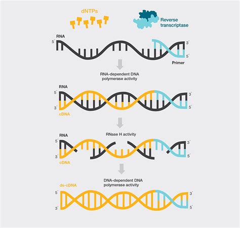 Reverse Transcriptase DNA Polymerase に対する画像結果