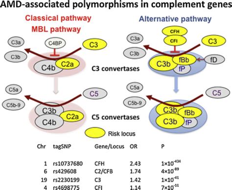 Complement Factor B Gene に対する画像結果