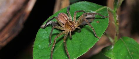 Image result for Huntsman Spider Arizona