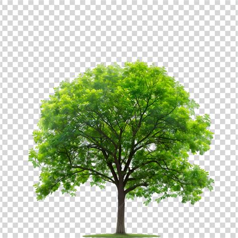 Image result for Tree Icon Transparent