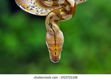 Image result for Python Head Cute
