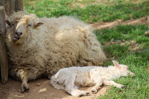 Image result for Sleep Sheep