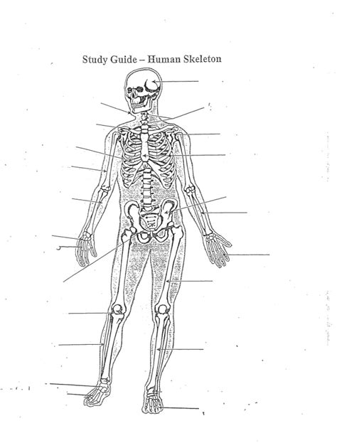 Image result for Binocs Skeletal System Grade 5