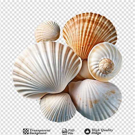 Image result for Sea Shells Transparent Background