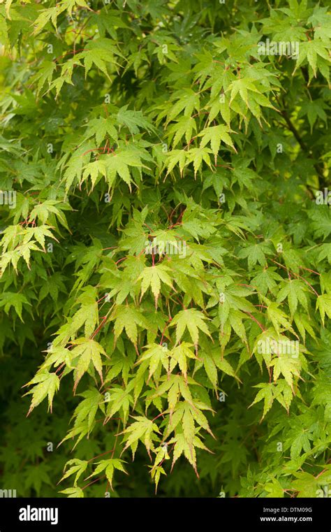 Image result for Acer Japanese Maple Tree Root System