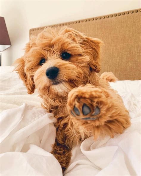 cavapoo size chart に対する画像結果