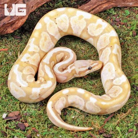 Image result for Pastel Lesser Banana Pie Ball Python