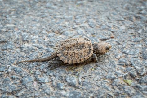 Image result for Snapping Turtle Hatchling