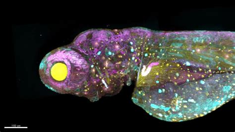 Image result for Digital Evolution in Life Science