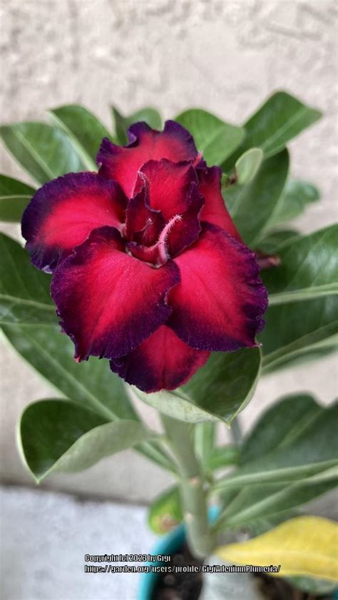 Image result for Adenium Black Red