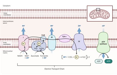 Visual Representation of Electron Transport Chain に対する画像結果