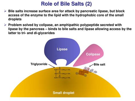 Image result for Bile Salts Function