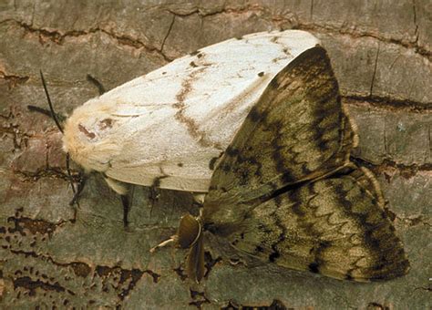Gypsy Moth in Canada に対する画像結果