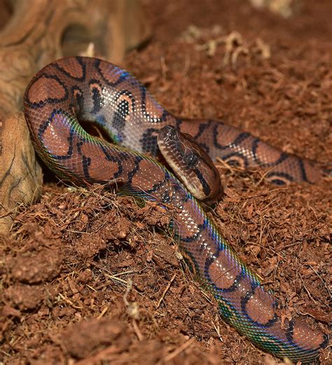 Black Rainbow Snake Python に対する画像結果