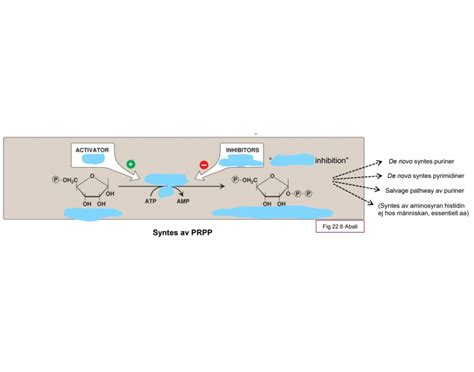 Image result for PRPP Biosynthesis