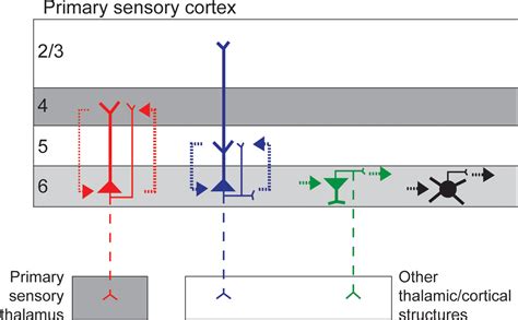Image result for Primaray Visual Cortex