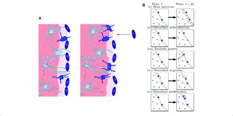 Image result for Process Bone