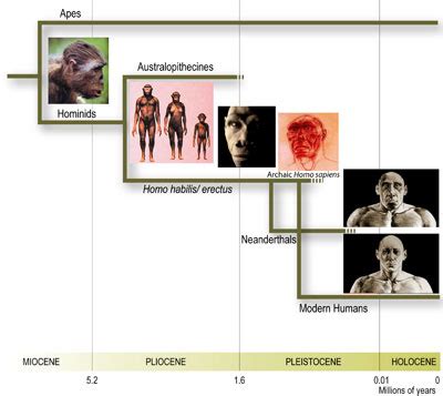 Image result for Neanderthal Evolution Chart