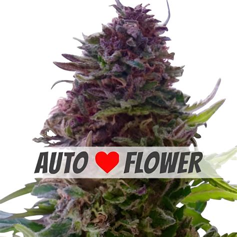 Image result for Autoflower Strains