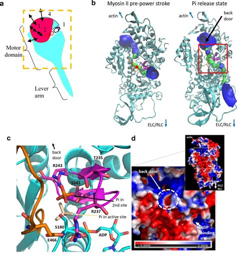 Afbeeldingsresultaten voor Myosin Structure and Function