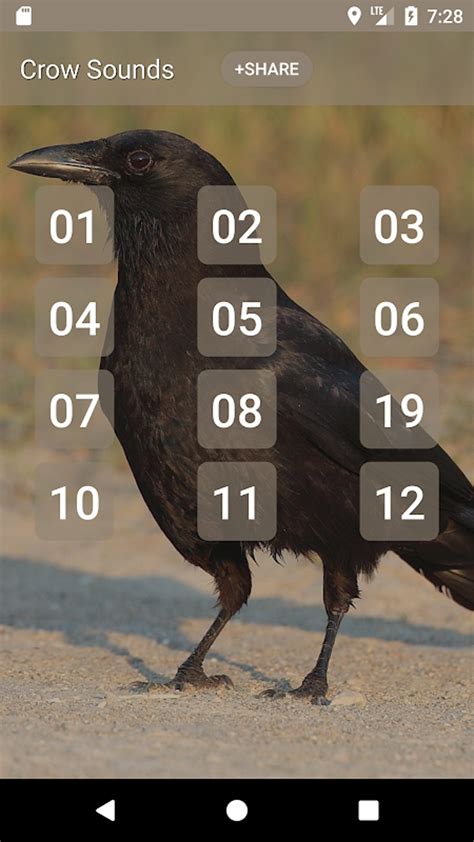 Crow Sounds Different に対する画像結果