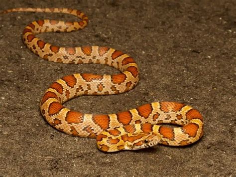Image result for Python Snake Orange