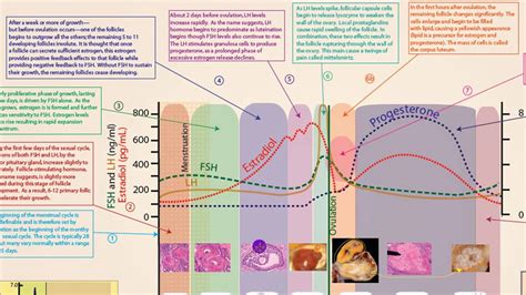 Image result for Reproductive Cycle