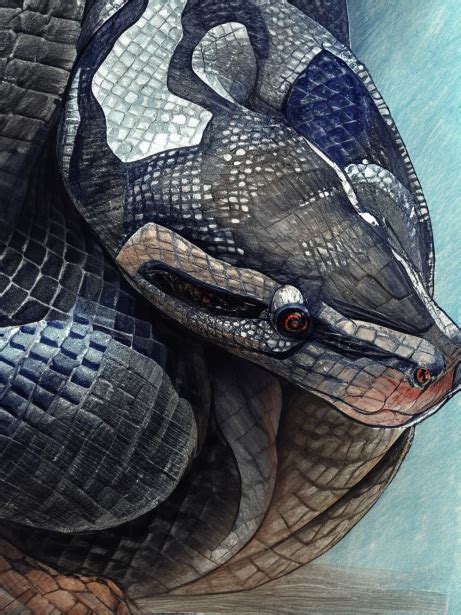 Image result for German Python Dnake