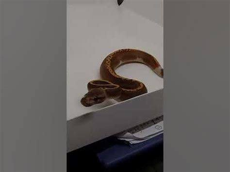 Afbeeldingsresultaten voor Angry Ball Python