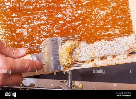 Image result for Extracting Honey Process