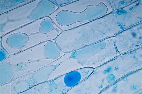 Image result for Cell Structure Under Microscope