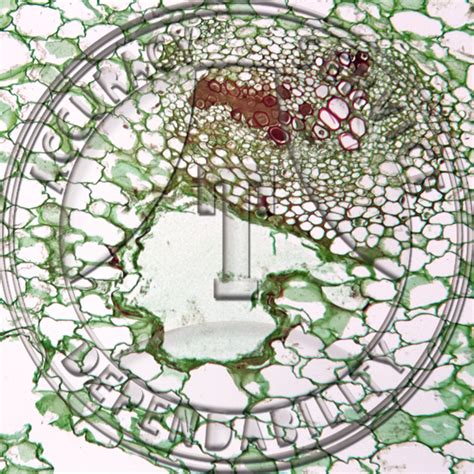 Bacteria Microscope Slides に対する画像結果