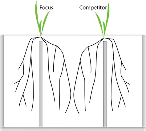 Image result for Root Box