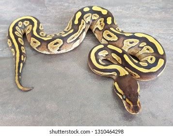 Toradh íomhá ar Mojave Snake Ball Python