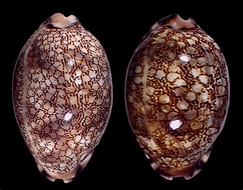 Toradh íomhá ar Red Sea Shells