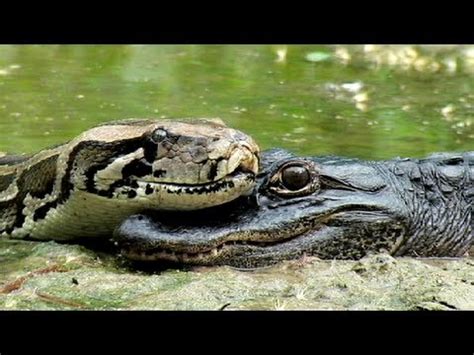 Toradh íomhá ar Python Eating a Alligator