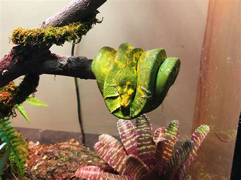 Image result for Green Tree Python Tank Setup