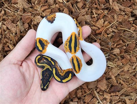 Image result for YB Ball Python