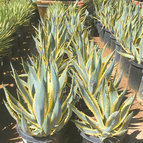 Image result for Century Plant Cactus