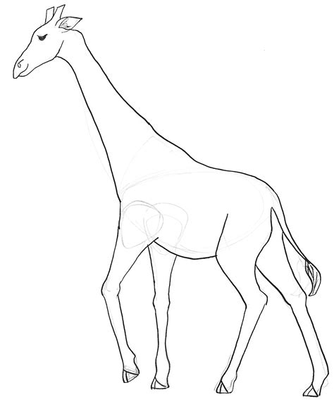 Image result for Giraffe Drawing
