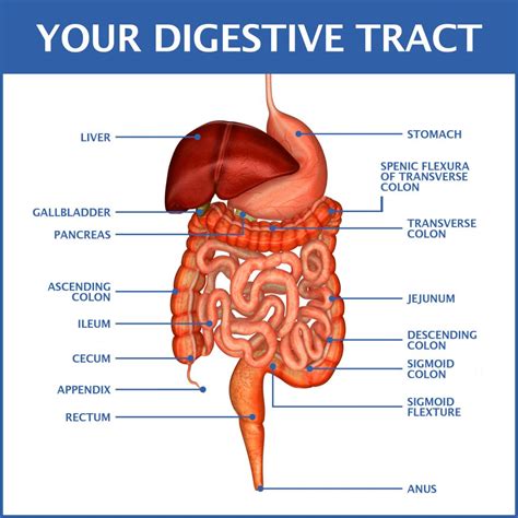 Image result for What Is a GI Tract