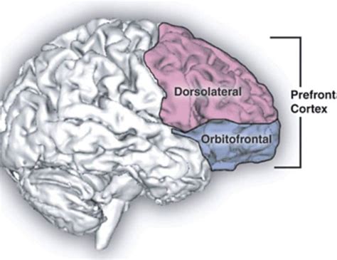 Image result for Prefrontal Cortex Real Brain