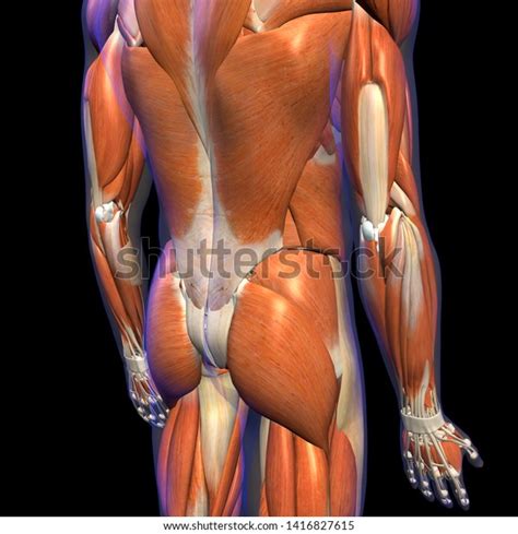 Image result for Muscle Simulator Lower Back