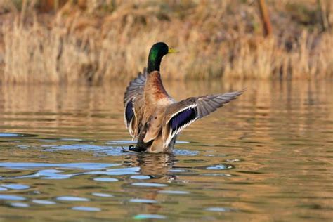 Image result for Pirogue Hunting Boats